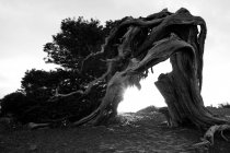 Bianco e nero meraviglioso tronco di legno secco tra le piante in Hierro Island, Isole Canarie, Spagna — Foto stock