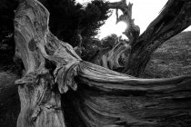 Черно-белый чудесный ствол сухого дерева между растениями на острове Йерро, Канарские острова, Испания — стоковое фото
