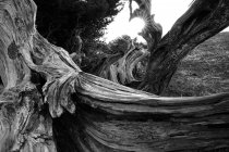 Schwarzweiß wunderschöner trockener Holzstamm zwischen Pflanzen auf der Insel Hierro, Kanarische Insel, Spanien — Stockfoto