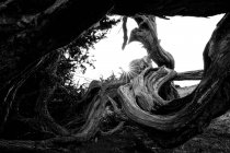Чорно - білий чудовий стовбур сухого дерева між рослинами на острові Гієрро (Канарський острів, Іспанія). — стокове фото