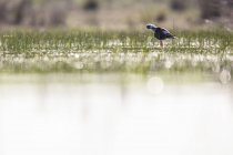Stilt bird walking between water and green grass in sunny weather in Belena Lagoon, Guadalajara, Espanha — Fotografia de Stock