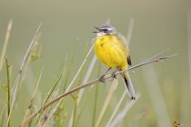 Pássaro amarelo no ramo entre a grama verde no fundo borrado na Lagoa de Belena, Guadalajara, Espanha — Fotografia de Stock