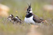 Lapwing bird perching in green grass with babies on blurred background in Belena Lagoon, Guadalajara, Spain — Stock Photo