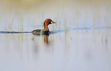 Petit oiseau grèbe flottant sur la surface de l'eau entre les herbes vertes dans la lagune de Belena, Guadalajara, Espagne — Photo de stock