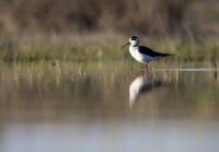 Stilt bird in piedi in acqua nel tempo soleggiato in Laguna di Belena, Guadalajara, Spagna — Foto stock