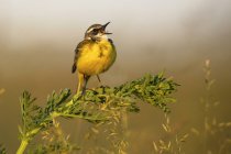 Pássaro amarelo empoleirado no ramo entre a grama verde e cantando em fundo borrado na Lagoa de Belena, Guadalajara, Espanha — Fotografia de Stock