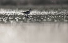 Stilt bird walking between water and grass in sunny weather in Belena Lagoon, Guadalajara, Spain — Stock Photo