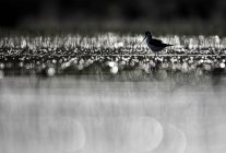 Stelzenvogel beim Wandern zwischen Wasser und Gras bei sonnigem Wetter in der Lagune von Belena, Guadalajara, Spanien — Stockfoto