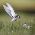 White bird bringing food to bird between green grass on blurred background in Belena Lagoon, Guadalajara, Spain — Stock Photo