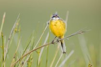 Pássaro amarelo no ramo entre a grama verde no fundo borrado na Lagoa de Belena, Guadalajara, Espanha — Fotografia de Stock