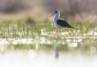Stilt uccello cammina tra acqua ed erba verde in tempo soleggiato laguna Belena, Guadalajara, Spagna — Foto stock