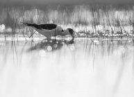 Stilt bird walking hunting in water in Belena Lagoon, Guadalajara, Spain — Stock Photo