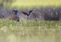 Aves silvestres volando entre salpicaduras cerca del agua en clima soleado en la Laguna de Belena, Guadalajara, España - foto de stock