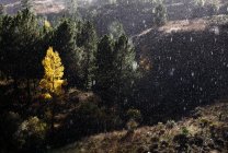 Деревья растут возле прекрасной горной цепи в снежный день — стоковое фото