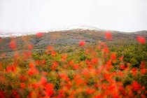 Pequenas flores vermelhas crescendo perto da maravilhosa gama de montanhas no dia nublado fantástico na natureza — Fotografia de Stock