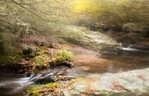 Maravilloso arroyo con agua dulce que fluye en majestuoso bosque otoñal - foto de stock