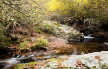 Wunderschöner Bach mit klarem Süßwasser fließt in majestätischem Herbstwald — Stockfoto