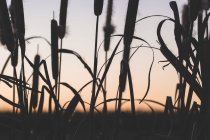 Камыш с пухами растет в поле на закате — стоковое фото