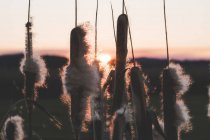 Reeds com penugem crescendo no campo ao pôr do sol — Fotografia de Stock