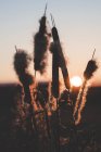 Roseaux avec peluches poussant dans le champ au coucher du soleil — Photo de stock