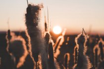 Reeds with fluffs growing in field at sunset — Stock Photo