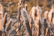 Reeds with fluffs growing in field at sunset — Stock Photo