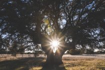Großer grüner Baum auf Feld im Sommer wieder beleuchtet — Stockfoto