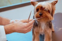 Crop groomer trimming fur of little dog — Stock Photo