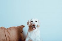 Grand Labrador blanc regardant la caméra — Photo de stock