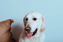 Grand Labrador blanc regardant la caméra — Photo de stock