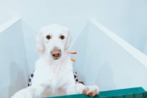 Großer weißer Labrador blickt in Kamera — Stockfoto