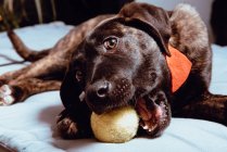 Charming playful dog with ball — Stock Photo