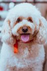 Charming fluffy poodle with soft fur wearing red bow on neck looking at camera — Stock Photo
