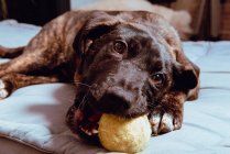 Cão brincalhão encantador com bola — Fotografia de Stock
