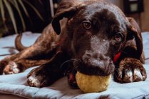 Очаровательная игривая собака с мячом — стоковое фото