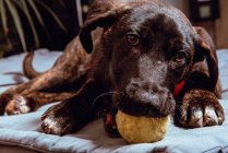 Nahaufnahme eines entzückenden schwarzen jungen Hundes, der Ball beißt, während er auf Bettzeug sitzt — Stockfoto