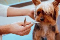 Crop groomer aparar peles de cão pequeno — Fotografia de Stock