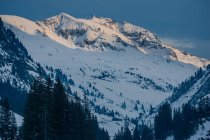 Vista maravilhosa da floresta de coníferas com montanhas incríveis no fundo na Áustria — Fotografia de Stock