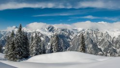 Прекрасный вид на хвойные леса с удивительными горами на фоне Австрии — стоковое фото