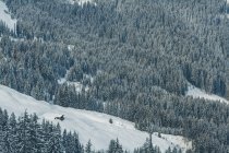 Magnifique vue sur la forêt de conifères sur une montagne étonnante en Autriche — Photo de stock