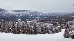 Чудовий вид хвойних лісів між сніговим дрейфом взимку в Канаді. — стокове фото