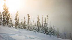 Vista maravilhosa da floresta de coníferas entre a deriva de neve no inverno no Canadá — Fotografia de Stock