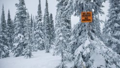 Splendida vista della foresta di conifere tra cumulo di neve e cartello di avvertimento con parole di confine del comprensorio sciistico in inverno in Canada — Foto stock