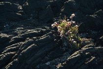 Сверху небольшие растения растут в текстурированной грубой скале — стоковое фото