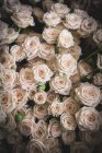 Ramo de muchas rosas rosadas suaves frescas - foto de stock