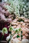 Primer ramo de hermosos crisantemos frescos - foto de stock