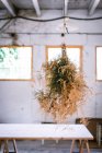 Concept of bunch of coniferous twigs drying and hanging on twist in grey room with table — Stock Photo