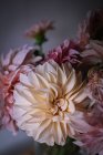 Primo piano mazzo di bellissimi crisantemi rosa freschi su sfondo sfocato — Foto stock