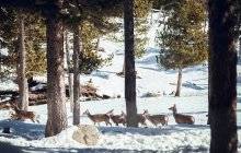 Manada de ciervos salvajes en la nieve en el bosque de invierno en el día soleado en Les Angles, Pirineos, Francia - foto de stock