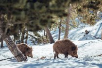 Manada de porcos selvagens pastando na floresta de inverno perto de montanhas em Les Angles, Pirinéus, França — Fotografia de Stock